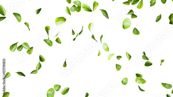 Fototapeta 若葉、青葉がたくさん舞うイメージ