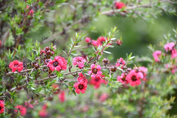 Obraz ギョリュウバイ　manuka, tea tree	