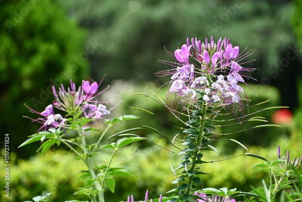 Obraz クレオメ　Spider flower