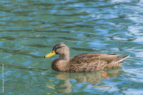 Obraz オークランド