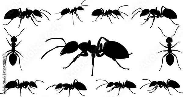 Fototapeta Insect Insects ant ants emmet pismire banner Vector, vector set silhouette
