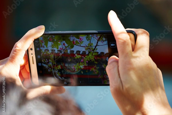 Fototapeta Two hands holding a smartphone to photograph flowers, capturing the essence of spring
