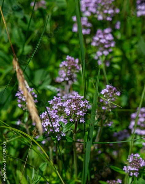Obraz Wild thyme (Thymus serpyllum) also known as Breckland thyme or Creeping thyme flowering on the meadow.