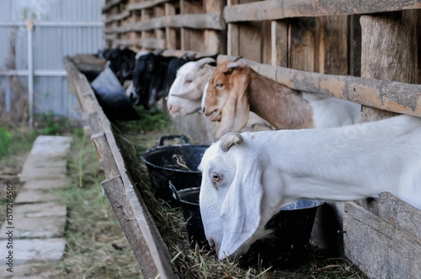 Fototapeta Close-up of a goat in a farm, showing its curious expression and detailed features.	