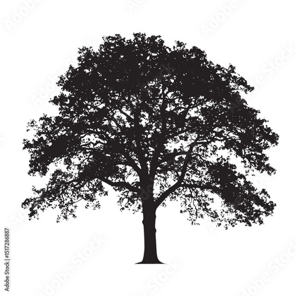 Fototapeta Outlined Oak Tree Isolated Vector