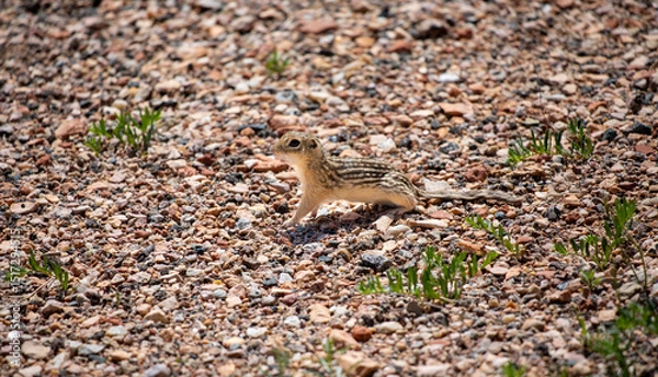 Obraz Thirteen-lined ground squirrel profile looking up on desert land in Wyoming