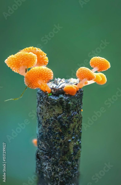 Fototapeta Close-up of mushrooms growing on tree trunk in the forest
