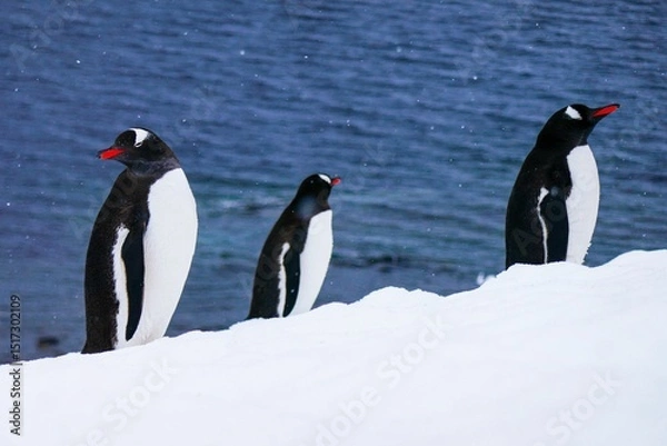 Obraz Three Gentoo penguins (Pygoscelis papua) standing on snowy terrain in Antarctica.