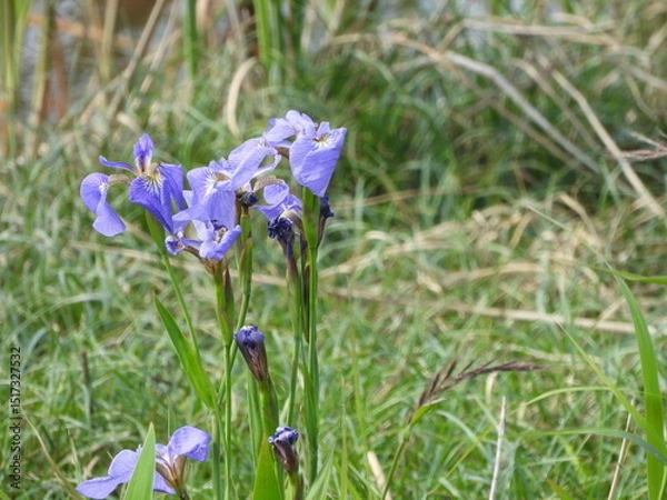 Obraz Wild Iris setosa blooming by the river
