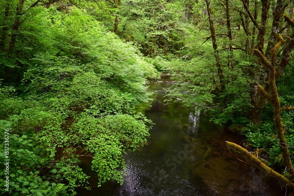 Fototapeta Silver Falls State Park