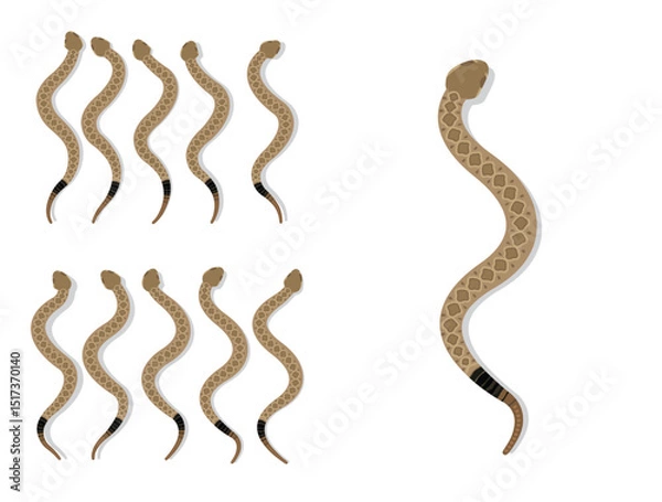 Fototapeta Prairie Rattlesnake Animal Animation Sequence Cartoon Vector