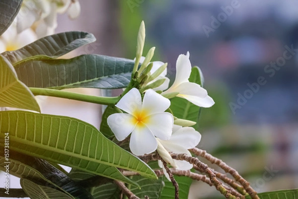 Obraz Fragrant plumeria (frangipani) flowers on a blurred background - perfect for summer, travel and spa branding