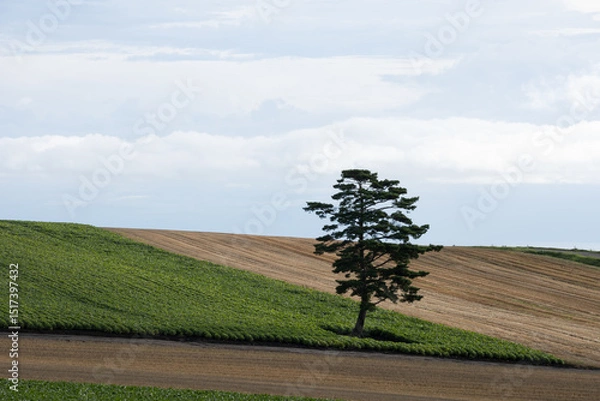 Fototapeta A field with a single pine tree