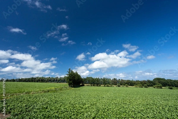 Fototapeta Forests and lush fields