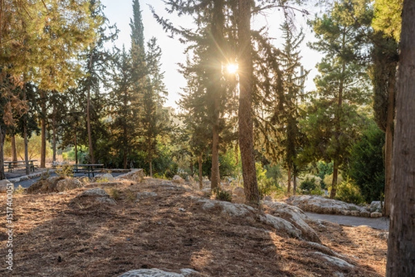 Obraz As the sun sets, warm light filters through the tall trees in a peaceful forest park. The scene captures nature's tranquility and the beauty of the outdoors in the early evening.