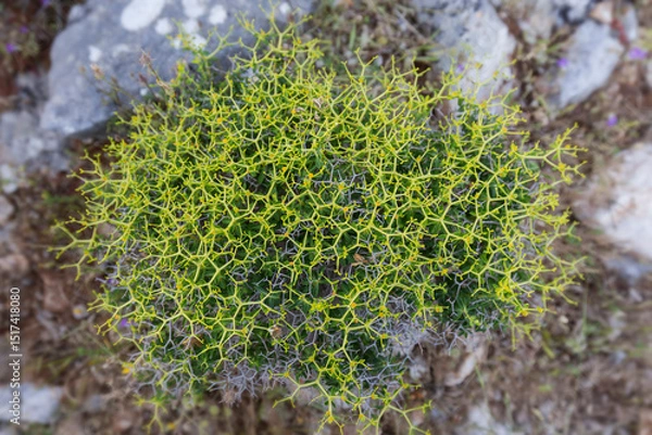 Fototapeta Blooming Greek Spiny Spurge (Euphorbia acanthothamnos) shrub with thorny cushion growing in arid area on the island of Paros, Greece, in April, viewed from above.