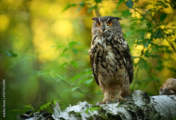 Fototapeta Eurasian eagle owl ( Bubo bubo ) close up