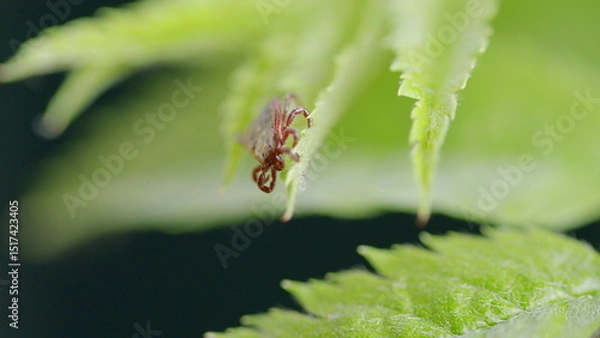 Fototapeta A Closeup of a Tick on a Green Leaf Stunning Macro Photography showcasing intricate details