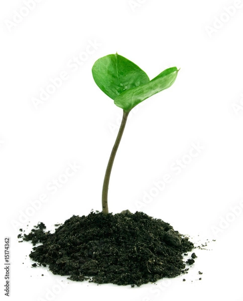 Obraz A sprout in a ground isolated