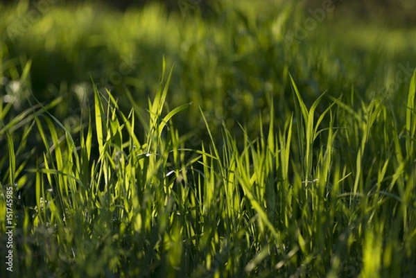Obraz Grass in the evening sun