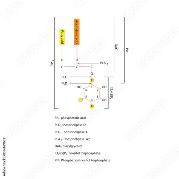 Fototapeta Structure of Phosphatidylinositol Bisphosphate (PIP₂) and Cleavage by Phospholipases PLA₂, PLC, and PLD Producing DAG, IP₃, PA, and Arachidonic Acid 