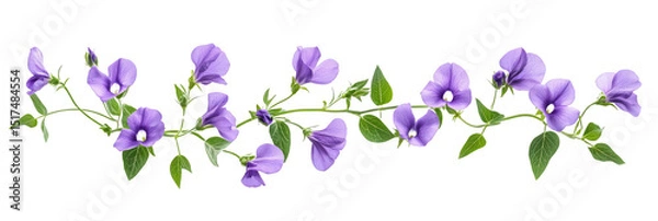 Obraz Delicate purple flowers with green leaves arranged on a winding vine. Png, Transparent background.