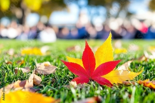 Fototapeta Colorful autumn leaves on the grass in a public park during a sunny day with people blurred in the background enjoying the outdoors