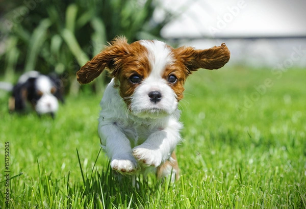 Obraz Cavalier King Charles Spaniel szczeniak w ogrodzie