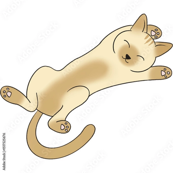 Fototapeta Picture of a brown cat lying on its back looking happy.