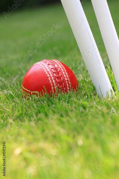Obraz Cricket