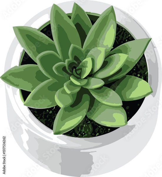 Obraz Small Succulent in White Pot