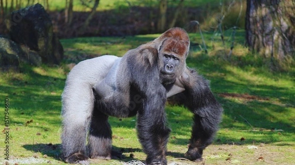Fototapeta The endangered western lowland gorilla, a big, hairy primate with a thoughtful look on its black face, is a mammal found in the wild Congo, a great ape facing threats in its lowland nature habitat