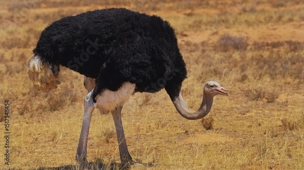 Fototapeta Large flightless bird with a long neck in the wild savannah