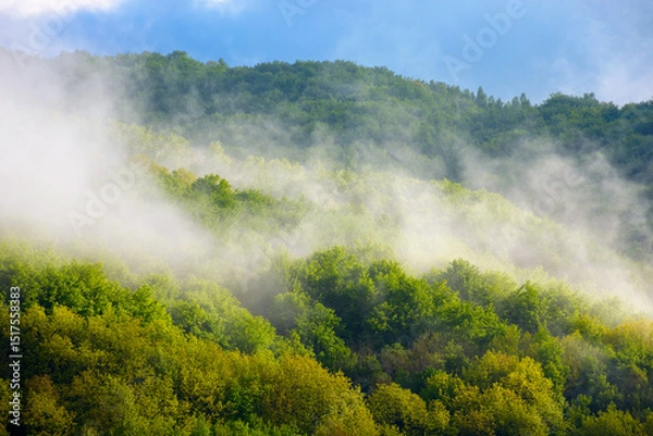 Fototapeta fog evaporating above the foliage forest on the hill. scenic mountainous nature scenery of transcarpathia. fresh sunny weather with clouds on the blue sky
