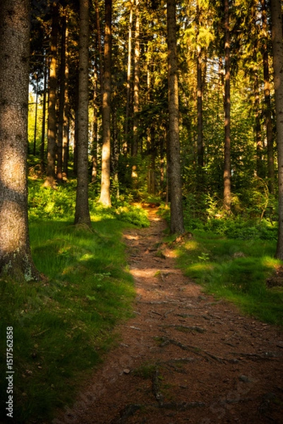 Fototapeta Landscape photography full of forests, rocks and paths