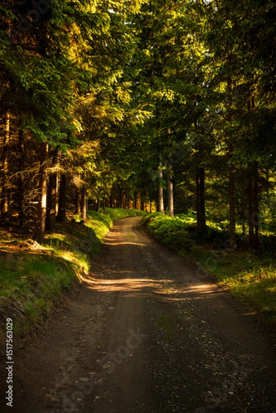 Fototapeta Landscape photography full of forests, rocks and paths