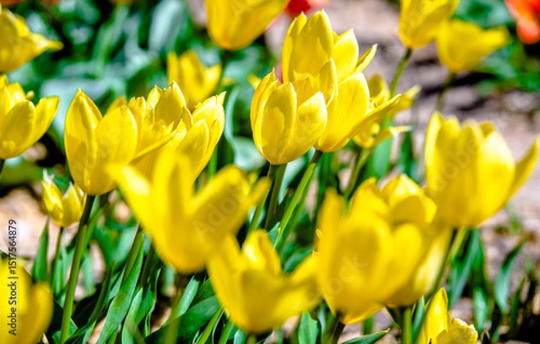 Fototapeta yellow tulips bloom on a green natural background
