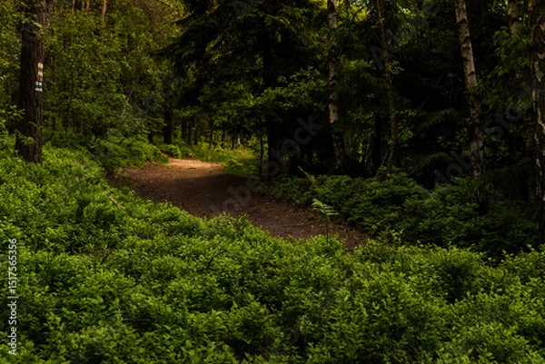 Fototapeta Landscape photography full of forests, rocks and paths