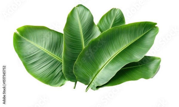 Fototapeta Banana leaf three banana leaves completely separated from background