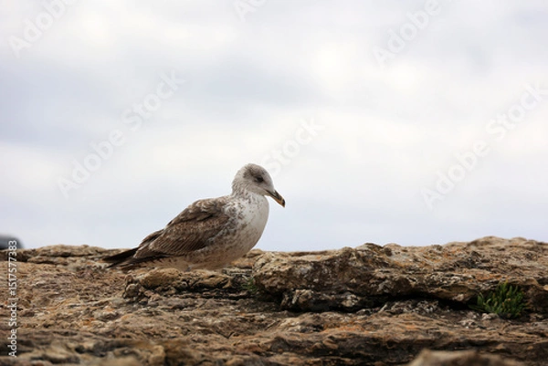 Obraz Young Common Gull up close in the Algarve, Portugal  