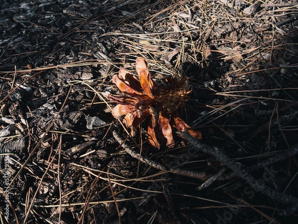 Obraz Pinecone on the ground