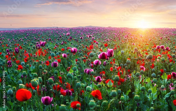 Obraz Poppy meadow in the beautiful light of the evening sun