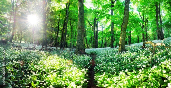 Obraz Spring Forrest. Fresh Green Woods in the Forest of Franconia, Germany. Blooming wild garlic.