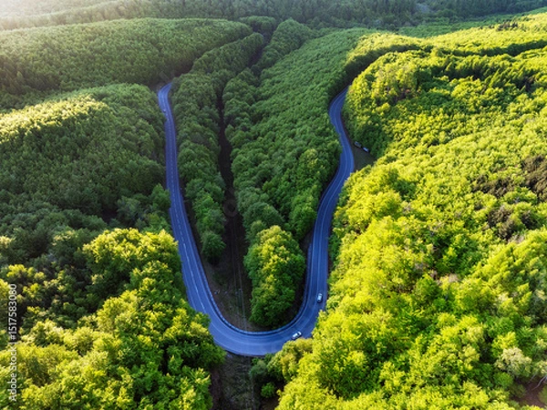 Obraz Green forest with curve road at sunset
