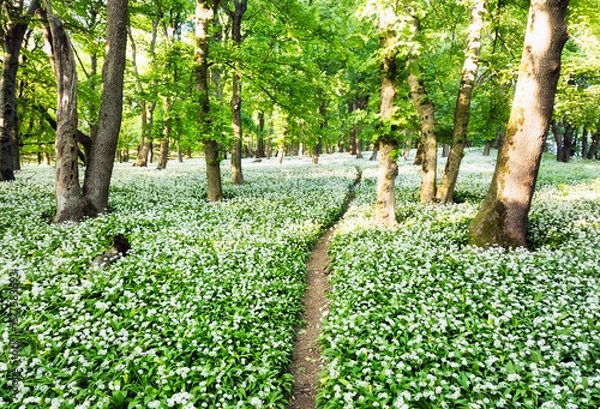 Obraz Forest trail covered with wild white garlic seen from above.