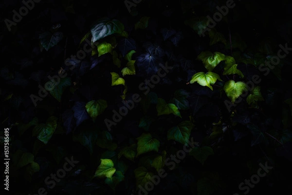 Fototapeta Dark ivy leaves with glowing green highlights, perfect for eco-brand logos or nature-themed websites. Elevate your sustainable project with this striking leaf texture.