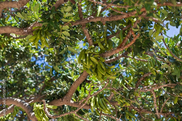 Fototapeta Carob tree branches with numerous green pods and dense leaf coverage shot from below, highlighting Mediterranean vegetation structure. Useful for agriculture websites or farming ads.
