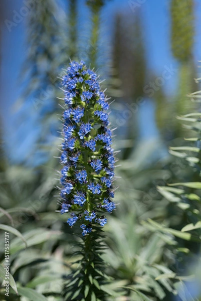 Fototapeta Echium plant with dense blue flower spike and spiky leaves under a blue sky. Perfect for botanical blogs. Showcase Mediterranean flora in your gardening content with this striking shot.