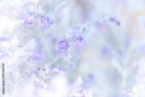 Fototapeta Ethereal lavender flowers against a misty backdrop, great for mindfulness apps or meditation guides. Use this soothing image to elevate your wellness project visuals.