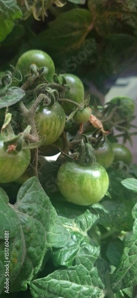 Obraz photo of tomatoes on a branch